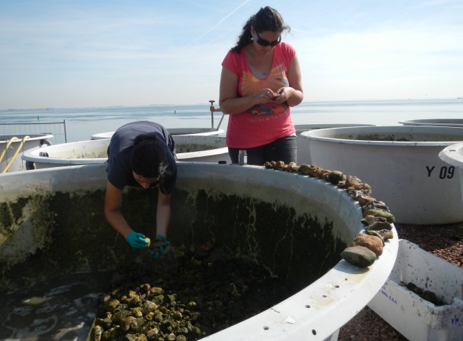 In marine mesocosms, Wageningen University & Research studies the consequences of factors such as nano- and microplastics or rubble beds on community development over several months. Photo: Edwin Foekema
