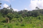 A forest cover study plot 0 years after agricultural abandonment in a wet evergreen forest in Bonsa, Ghana.