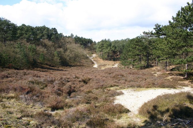 Stikstof heide.jpg