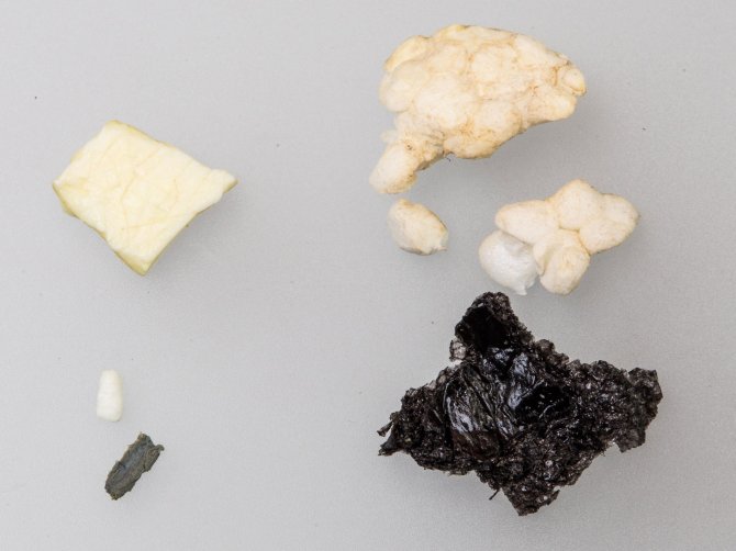 Plastics from the stomach of the fulmar found by Raymond Besant (nr Ork-2017-001)