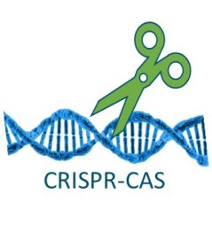 CRISPR-Cas mutagenesis and cereal development