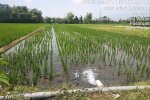 Paddy field with poor groundwater management in the downstream Rejoso watershed