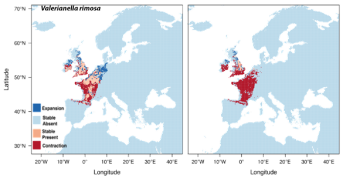 Fig. 2 Predicted distribution changes for Valerianella rimosa in 2070 according to an optimistic (left panel) and pessimistic (right panel) climate change scenario. Picture by Jesús Aguirre Gutiérrez (Naturalis, Leiden).