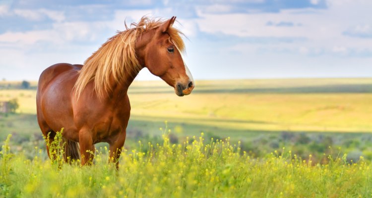 Diagnostics: Horse diseases