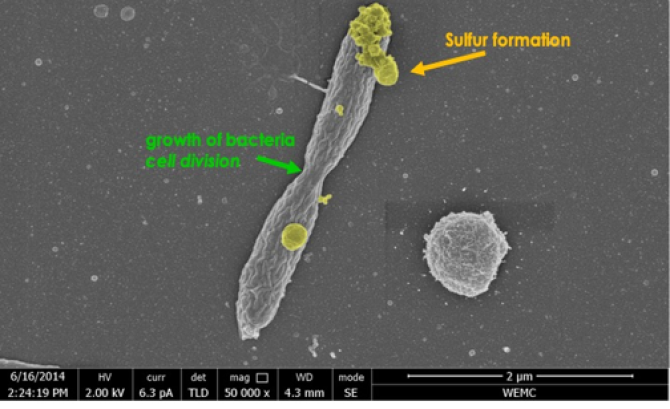 Electron microscopy image of a bacterium oxidizing sulfide to elemental sulfur. The photo shows that the sulfur is excreted and the bacteria is actually dividing.   