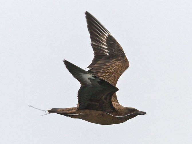 Great Skua (Catharacta skua) with apparently ingested balloon and the ribbon hanging from the mouth. Photographed central North Sea by Hans Verdaat.
