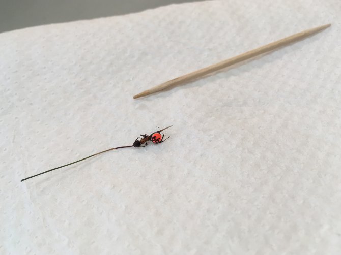 Colour and number labelled Formica polyctena ant infected with the lancet liver fluke. The ant was labelled in the field, and later brought back to the laboratory for verification of infection. 