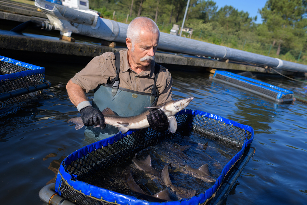 Farmed fish