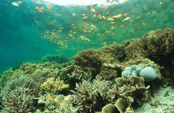 Dealing with the double-edged sword of tourism to maintain coral reefs ...
