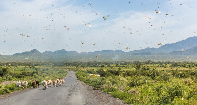 Huge swarm of locusts in Omo valley, Ethiopia