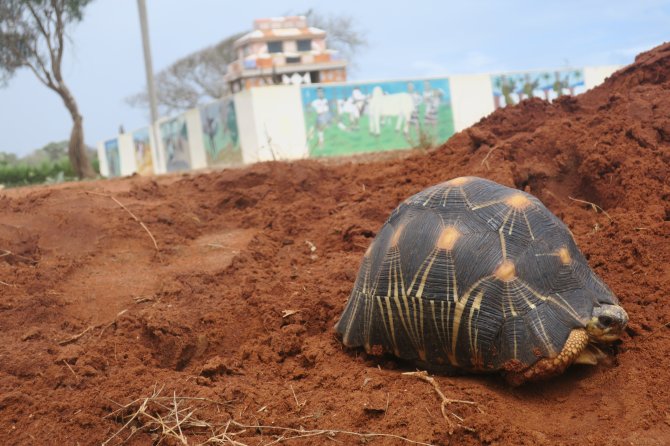 Radiated tortoise in its natural habitat, among the traditional graves of the Antandroy people of Southern Madagascar