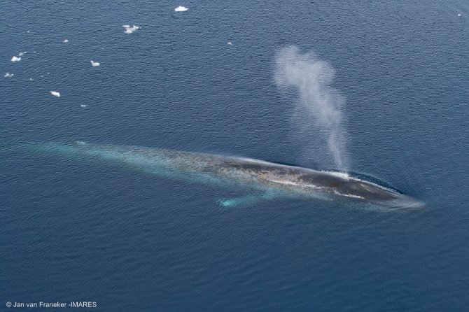 Blue Whale: the spotted skin and  the far backward position of the small dorsal fin, visible under water, are characteristic