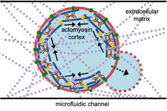 Figure 1. Schematic of a liposome undergoing shape dynamics in response to actin cortex-generated forces. 