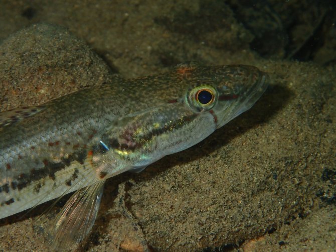 Gobiomorus maculatus, een belangrijke predator in Costa Ricaance rivieren. Fotocredit: Andrew Furness.