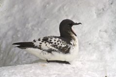 Cape Petrel on snowcovered nestsite early in the breeding season (Ruben Fijn)