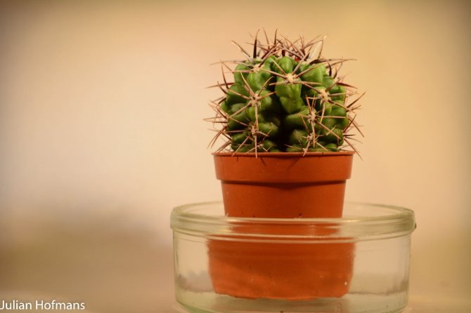A portrait of my cactus, this does not take a large amount of photos
