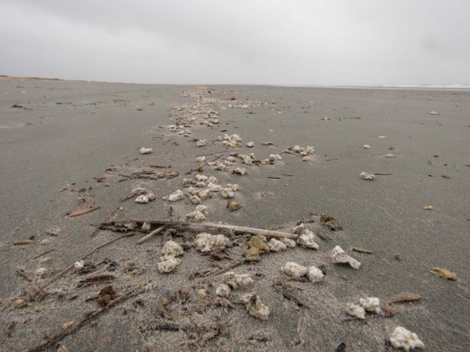 3. Younger tidelines contained abundant quantities of paraffin and/or palmfat like materials. Not as spectacular as a container, but a permanent problem in our North Sea area.