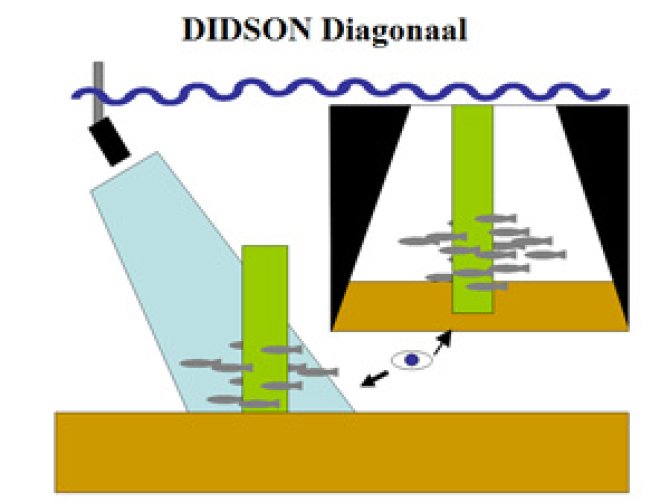 didsondiagonaal300.jpg