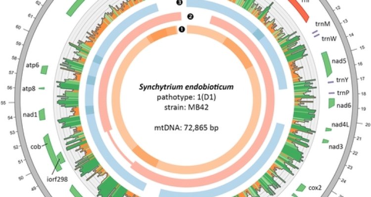 dataset Chytrid mitogenome