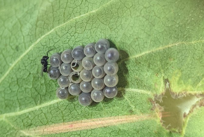 Geparasiteerde eitjes van de groene wants met uitgekomen sluipwesp. Foto: Paul Sicot