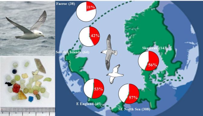 (A) Fulmars are known to ingest plastic debris. (B) Example of plastic debris from the stomach of a dead fulmar, 95% of which have some plastic in their stomachs. (C) A target Environmental Quality Objective (EcoQO) that <2% of dead birds should have < 0.1g of plastics in their stomachs has been proposed (top right). However, this target is far from being realised. Map shows regionaltrends, 2002 -2004, for the percentage of birds that had more than 0.1g of plastic in their stomachs. Courtesy of J. A. van Franeker