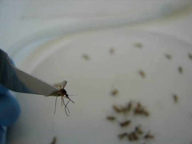 Mosquito research at BSL3 lab