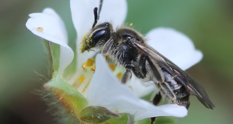 Welke planten moet je inzaaien als je wilde bijen wilt bevorderen?
