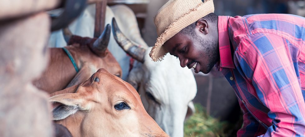 Dairy farming in Africa
