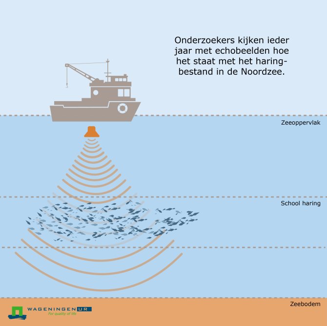 Onderzoekers kijken ieder jaar met echobeelden hoe het staat met het haringbestand in de Noordzee