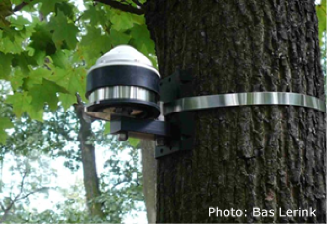 Dendrometer on tree stem