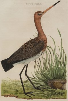 Godwit. From: Nederlandsche Vogelen / C. Nozeman (1770-1829)