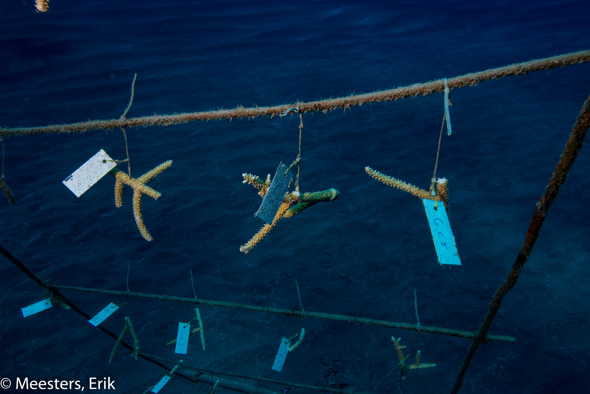 Koralen worden opgekweekt in proefvelden. Foto: Erik Meesters