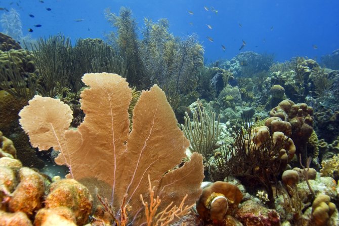 Wageningen University & Research studies possible solutions for sustainable biodiversity-related economic development In the Caribbean Netherlands, which could reduce the current negative pressures on coral reefs. Photo: Diana Slijkerman