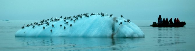 Drieteenmeeuwen op een ijsberg (Foto: Udo Prinsen)