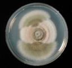 Aspergillus nidulans: Fungal colony with two spontaneous mutations with beneficial effect.