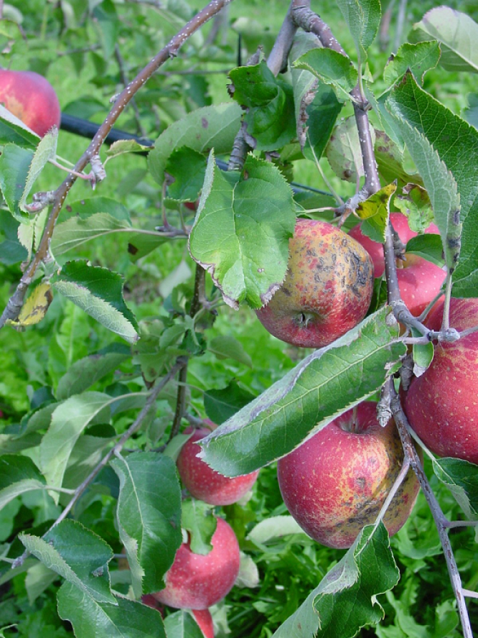 The publication of the apple genome will make it easier to develop new apple varieties with resistance against apple scab. These varieties need less fungicides and are thus more sustainable.