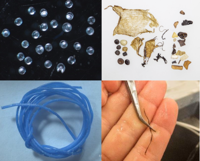 Examples of plastics retrieved from different species during this study. Top left: Small beads from plaice stomachs. Top right: Plastics found in a northern fulmar. Size and plastic type of the pellets are similar to ZOE pellets but colour and degradation pattern indicate another source. Bottom left: Piece of thread eaten by a harbour seal. Bottom right: small thread ingested by a common guillemot.