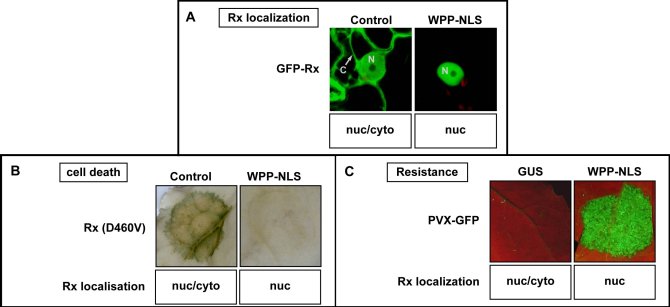 A balanced subcellular distribution of Rx over the cytoplasm and nucleus is essential for Rx functioning. Normally Rx localizes to the cytoplasm and nucleus (upper left panel; GFP-Rx) and with this partitioning, constitutively active Rx (Rx (D460V)) triggers defense-associated cell death (middle left panel) and mediates resistance to PVX (PVX-GFP; lower left panel). Rx interacts with RanGAP2 through the WPP domain of RanGAP2 and co-expression of Rx with this WPP domain, fused to a nuclear localization signal (WPP-NLS), leads to hyper-accumulation of Rx in the nucleus (upper right panel). As a consequence, both defence-associated cell death induced by auto-active Rx (middle right panel) and Rx-mediated resistance to PVX (lower right panel) are compromised. Green fluorescent protein (GFP) expression indicating replication of PVX-GFP was checked under UV-light (lower panel). N, nucleus; C, cytoplasm.
