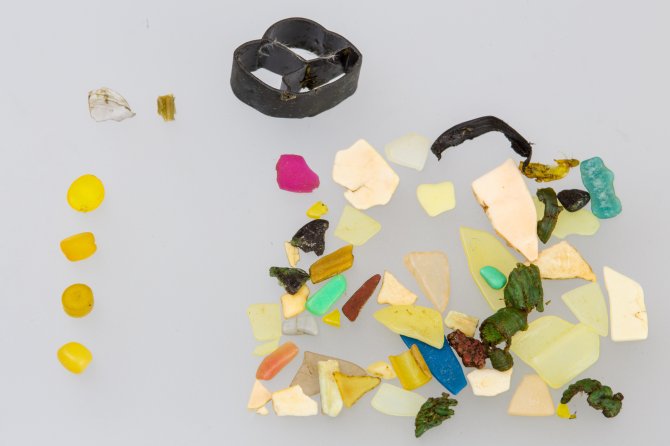 Plastic uit de maag van een noordse stormvogel van de Faeröer Eilanden. Links enkele pellets, rechts verschillende plastic scherven. Boven een ‘sewage wheel’, die gebruikt wordt om de riolering schoon te houden. 