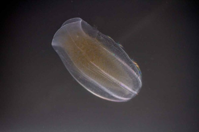 Comb jellies are one of the potential predators of young krill (© Jan Andries van Franeker).  