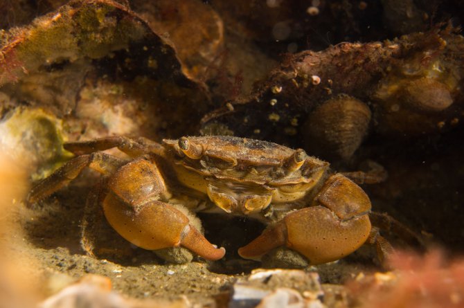 Wageningen University & Research scientists study how exotic species, such as this Brush-clawed shore crab, are introduced and establishing themselves in (changing) marine environments. Photo: Reindert Nijland