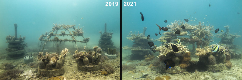 artificial_reefs_concrete_structures_ewout-knoester_2.jpg