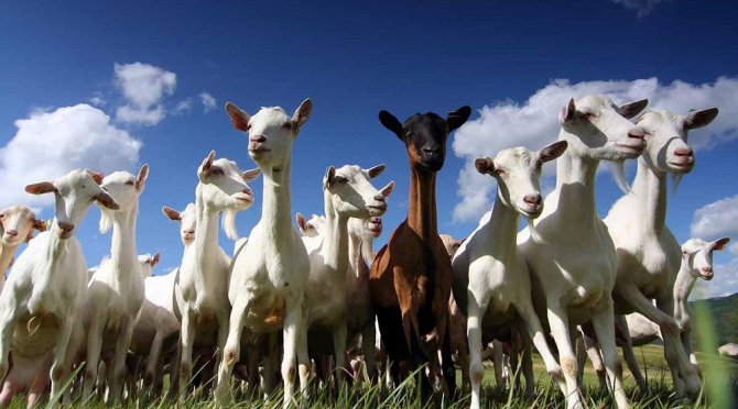 One Health and goat farming