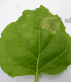 Rx mediated cell death response in leaves of N. benthamiana upon recognition of the potato virus X coat protein 