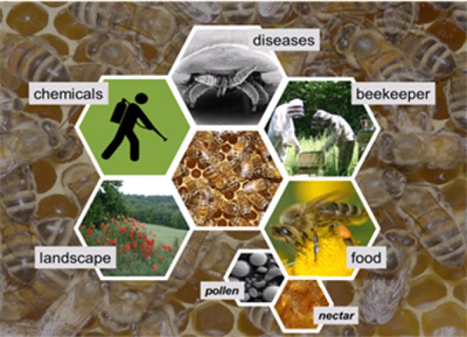 Verschillende factoren kunnen leiden tot sterfte van honingbijen (klik om te vergroten).