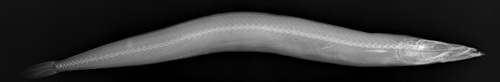 Great sandeel (Hyperoplus lanceolatus)