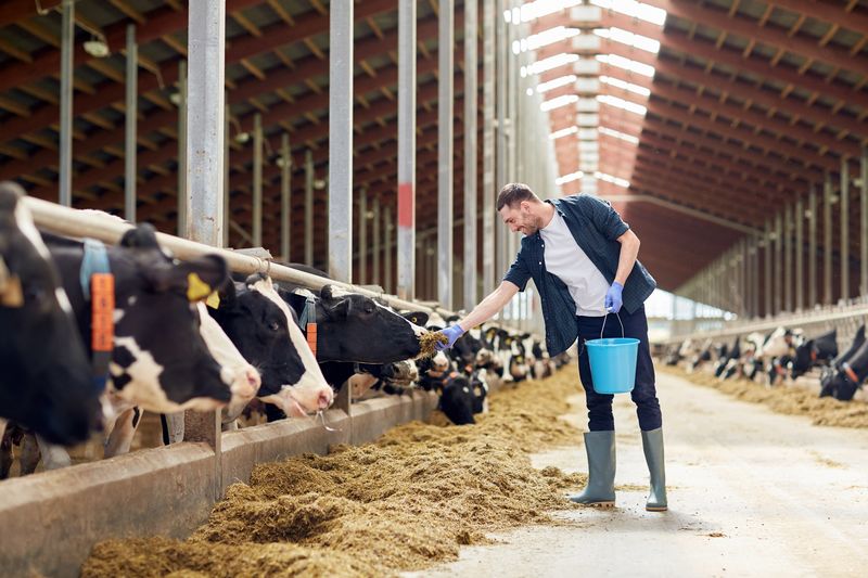 De pluim- en rundveesector blijven wel bestaan, maar het aantal dieren zal in beide sectoren ongeveer halveren.