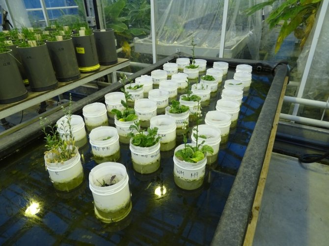 Experiment waarbij verschillende planten zijn gaan bloeien, vooral op Marsbodem simulant. De potten staan in het water om de bodem met de wormen koel te houden. Zij houden van 15 graden terwijl de planten liever 20 graden hebben. (Bron: Wieger Wamelink)