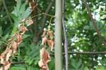 Acute symptomen in jonge boom: verdord blad en afstervende twijg