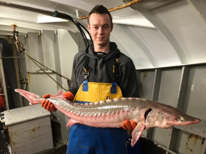 2016, bycatch in commercial shrimp fisheries in the southern North Sea of a radio-tagged European sturgeon juvenile. The fish was released alive and most probably still is.    